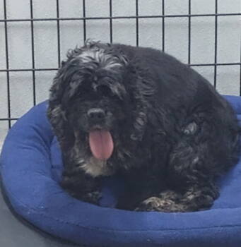 Rescue Cocker Spaniel Dogs for Adoption in Mukwonago, Wisconsin - Raelynn | PetCurious