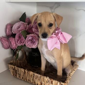 Gwen Stepawnie -  Labrador Retriever Dog for Adoption in San Diego, California - Gwen Stepawnie | PetCurious