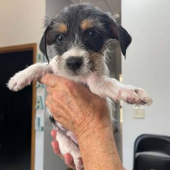 Rose -  Terrier and Mixed Breed Dog for Adoption in Wichita, Kansas - Rose | PetCurious