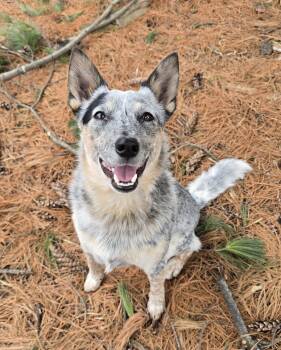 Australian Cattle Dog Blue Heeler Dogs Available for Adoption in Minneapolis, Minnesota - Louie D6171 | PetCurious