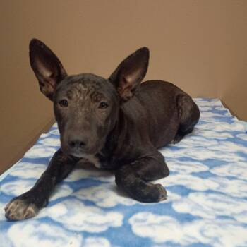Fluttershy -  Mixed Breed Dog for Adoption in Stilwell, Oklahoma - Fluttershy | PetCurious