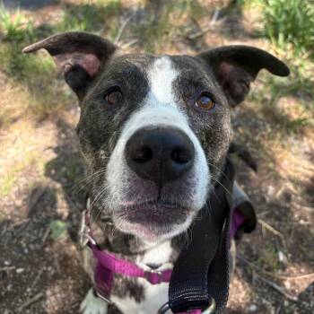 Captain -  Mixed Breed Dog for Adoption in Murray, Utah - Captain | PetCurious