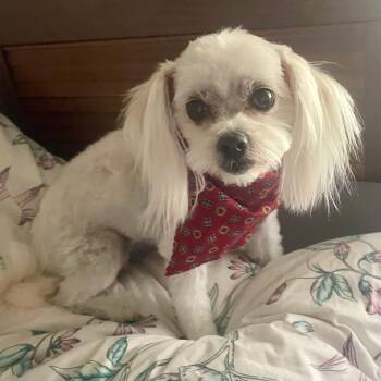 Cry Baby -  Maltese and Shih Tzu Dog for Adoption in Blountstown, Florida - Cry Baby | PetCurious