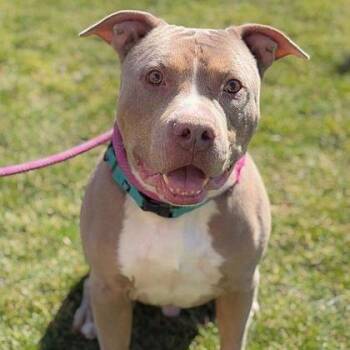 Lil Nas (Rex) -  Staffordshire Bull Terrier and Mixed Breed Dog for Adoption in Ashtabula, Ohio - Lil Nas (Rex) | PetCurious
