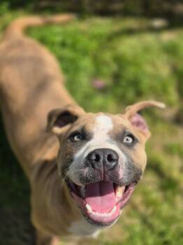 Terrier and Pit Bull Terrier Dogs Available for Adoption in Dover, Arkansas - Wriggly | PetCurious