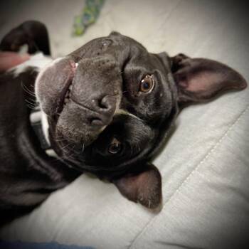 Rescue Mixed Breed Dogs for Adoption in Tunica, Mississippi - Molly | PetCurious