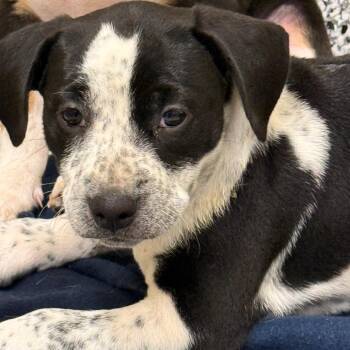 Poppy -  Mixed Breed Dog for Adoption in Madisonville, Tennessee - Poppy | PetCurious