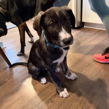 Kodi -  Great Pyrenees and Australian Shepherd Dog for Adoption in Silver Spring, Maryland - Kodi | PetCurious