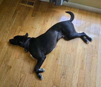 Jacques NKA Schultz -  Labrador Retriever and Mixed Breed Dog for Adoption in Syracuse, New York - Jacques NKA Schultz | PetCurious