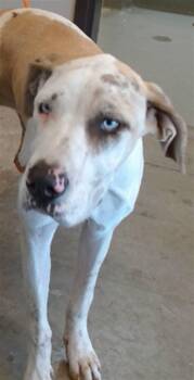 Rescue Great Dane and Mixed Breed Dogs for Adoption in Ontario, California - AQUAMARINE | PetCurious