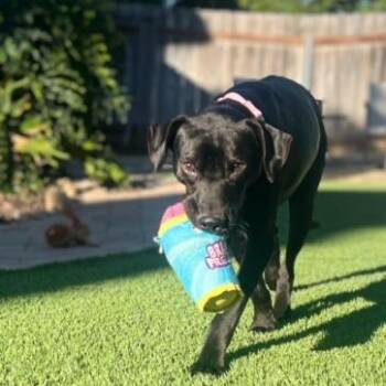 Ron -  Labrador Retriever Dog for Adoption in San Diego, California - Ron | PetCurious