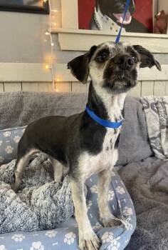 Maltese Dogs Available for Adoption in Fort Worth, Texas - Muppet | PetCurious
