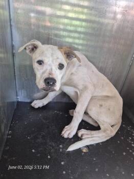 American Staffordshire Terrier Dogs Available for Adoption in San Antonio, Texas - A810788 | PetCurious