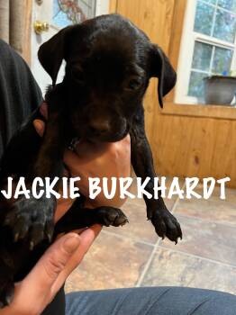 Rescue Mixed Breed Dogs for Adoption in Klamath Falls, Oregon - Jackie Burkhardt | PetCurious
