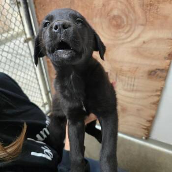 Mixed Breed Dogs Available for Adoption in Fort Bragg, California - Cole | PetCurious