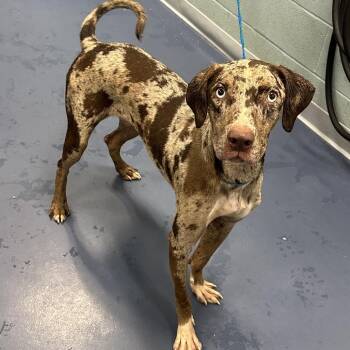 Cardan -  Catahoula Leopard Dog Dog for Adoption in Greensboro, North Carolina - Cardan | PetCurious