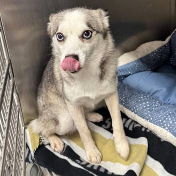 Nikki -  Mixed Breed Dog for Adoption in Edwardsville, Illinois - Nikki | PetCurious