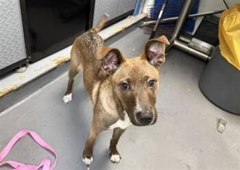 German Shepherd Dog Dogs Available for Adoption - LISTEN LINDA | PetCurious