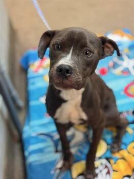 Mixed Breed Dogs Available for Adoption - BENNY | PetCurious