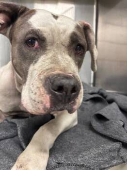 Rescue Pit Bull Terrier Dogs for Adoption in Indianapolis, Indiana - NISSA | PetCurious