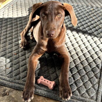 Rescue Labrador Retriever Dogs for Adoption in Sterling, Massachusetts - Arlo 5 Months ( Avail 11/26) | PetCurious