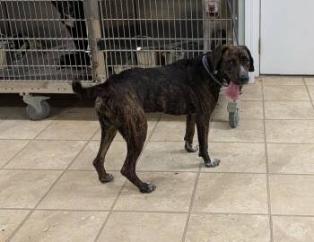 Percy -  Mountain Cur Dog for Adoption in Frenchburg, Kentucky - Percy | PetCurious