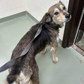 Australian Shepherd and Terrier Dogs Available for Adoption - Cruz | PetCurious