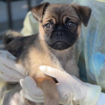 Guppy A5800816 -  Pug and Mixed Breed Dog for Adoption in Los Angeles, California - Guppy A5800816 | PetCurious