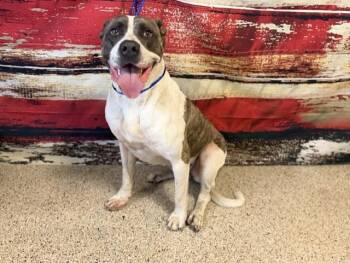 American Bulldog Dogs Available for Adoption in Doral, Florida - EVELYN | PetCurious