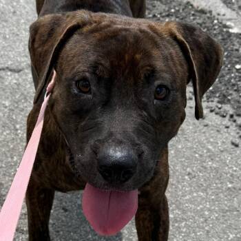 Duke -  Black Labrador Retriever and Boxer Dog for Adoption in Bronson, Florida - Duke | PetCurious