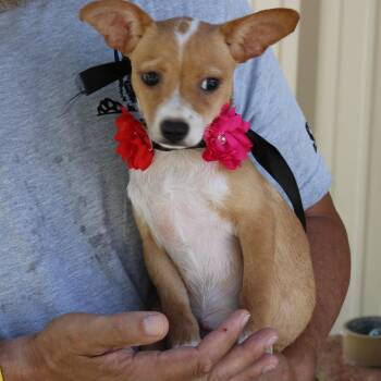 Pebbles -  Basenji and Chihuahua Dog for Adoption in Bandera, Texas - Pebbles | PetCurious