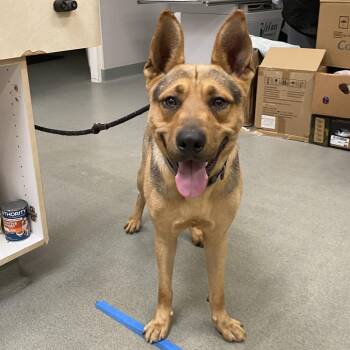 WAGS-Stray-22163 -  German Shepherd Dog Dog for Adoption in Westminster, California - WAGS-Stray-22163 | PetCurious