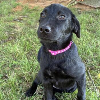 Summer -  Black Labrador Retriever Dog for Adoption in Huntsville, Alabama - Summer | PetCurious