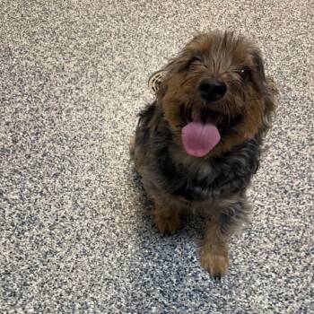 Jerry -  Yorkshire Terrier and Mixed Breed Dog for Adoption in Great Falls, Montana - Jerry | PetCurious