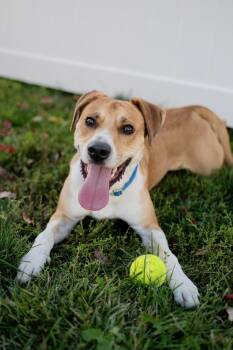 Max -  Hound and Collie Dog for Adoption in Frankfort, New York - Max | PetCurious