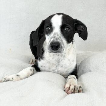 Rescue Labrador Retriever and Pointer Dogs for Adoption in Burlington, North Carolina - Snuggly Seren | PetCurious