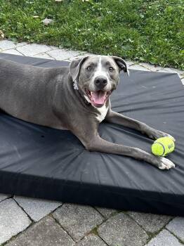 Rescue Mixed Breed Dogs for Adoption in Highland, New York - Mickey | PetCurious