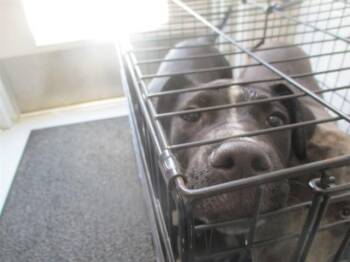 A385068 -  Staffordshire Bull Terrier Dog for Adoption in Ocala, Florida - A385068 | PetCurious