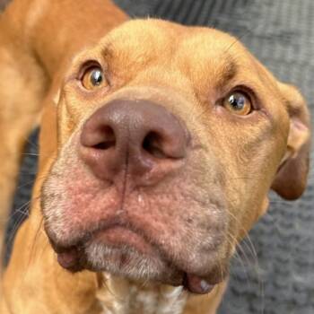 Cain -  American Staffordshire Terrier Dog for Adoption in Huntington, New York - Cain | PetCurious