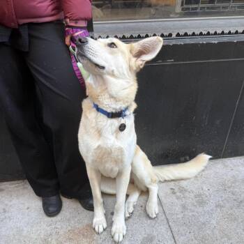 June -  Shepherd and Mixed Breed Dog for Adoption in New York, New York - June | PetCurious