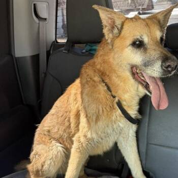 Mixed Breed and Shepherd Dogs Available for Adoption - Reegan | PetCurious