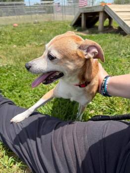 Hunter -  Jack Russell Terrier Dog Available for Adoption in Pierceton, Indiana - Hunter | PetCurious