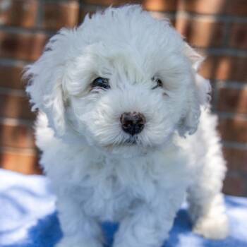 Poodle and Bichon Frise Dogs Available for Adoption in Titusville, Florida - Bowie | PetCurious