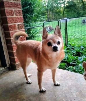 Chihuahua Dogs Available for Adoption in Hopkinton, Massachusetts - Precious | PetCurious