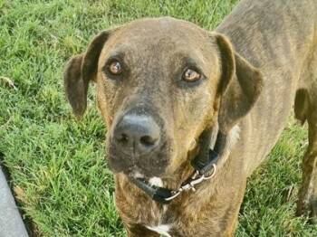 Stella -  Mixed Breed Dog for Adoption in Georgetown, Texas - Stella | PetCurious