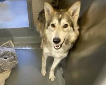 German Shepherd Dog and Siberian Husky Dogs Available for Adoption - SLICK BOOT | PetCurious