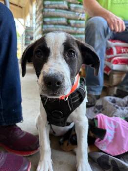 Leia -  Hound and Corgi Dog Available for Adoption in Trenton, New Jersey - Leia | PetCurious