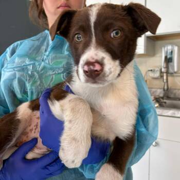 Mixed Breed Dogs Available for Adoption - Penny | PetCurious