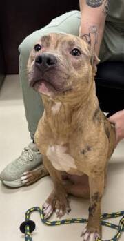 Pit Bull Terrier and Mixed Breed Dogs Available for Adoption in Aliquippa, Pennsylvania - MARBLES | PetCurious