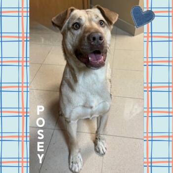 Yellow Labrador Retriever Dogs Available for Adoption - Posey | PetCurious